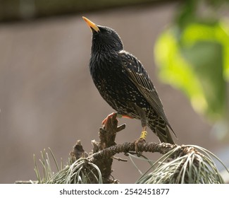 A Yellow tagged Starling bird perched on top of fir tree - Powered by Shutterstock