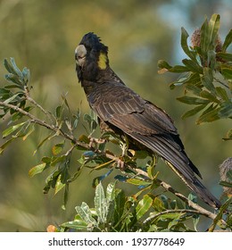 Yellow Tail Black Cockatoo, Currarong, New South Wales                               