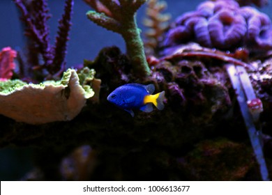 Yellow Tail Damsel Fish