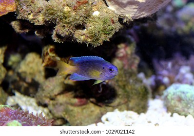 Yellow Tail Damsel Fish 