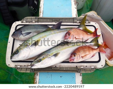 Yellow tail (Japanese Amberjack, Inada, Warasa, Buri) , Red seabream (Madai), Large scale black fish (Mejina, Gure), catch. Photo taken on the deck of the fishingboat.