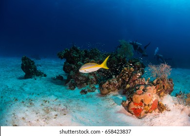 A Yellow Tail Snapper Swimming By A Patch Reef