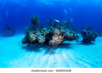 A Yellow Tail Snapper Swimming Over A Coral Head