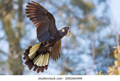 Yellow Tailed Black Cockatoo