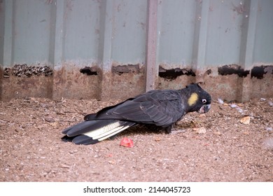 The Yellow Tailed Black Cockatoo Has Yellow Cheeks And Yellow On  Its Black Tail Feathers