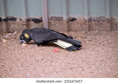 The Yellow Tailed Black Cockatoo Has Yellow Cheeks And Yellow On  Its Back Tail Feathers