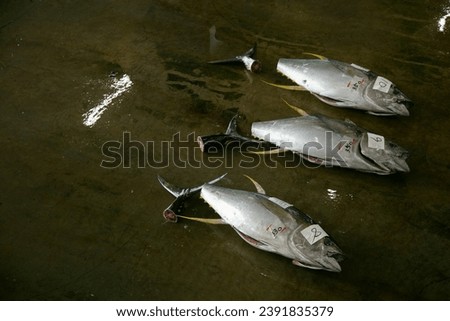 Yellow tale tuna and other catch at fish auction early in the morning at Katsuura Fish Port, Wakayama, Japan.