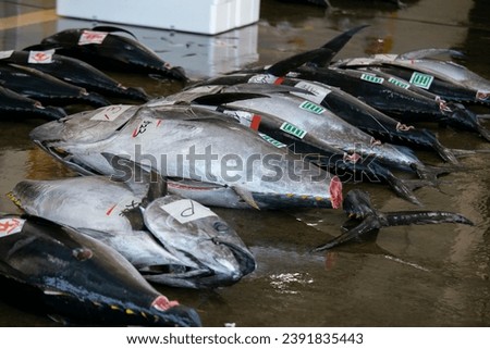 Yellow tale tuna and other catch at fish auction early in the morning at Katsuura Fish Port, Wakayama, Japan.
