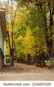 Yellow Tall Trees In The Autumn Park