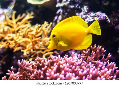Yellow tang with coral reef (Zebrasoma flavescens)