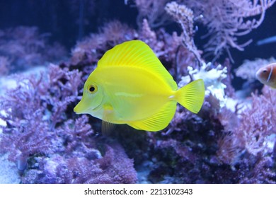 7,090 Yellow Tang Stock Photos, Images & Photography | Shutterstock