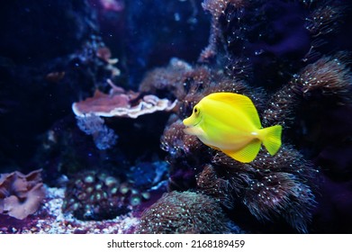 Yellow Tang Is A Saltwater Fish Species Of The Family Acanthuridae At Aquarium.