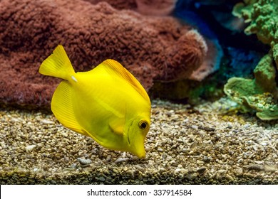 Yellow tang searching for food on the gravel bottom in saltwater aquarium of Monaco Oceanographic Museum.