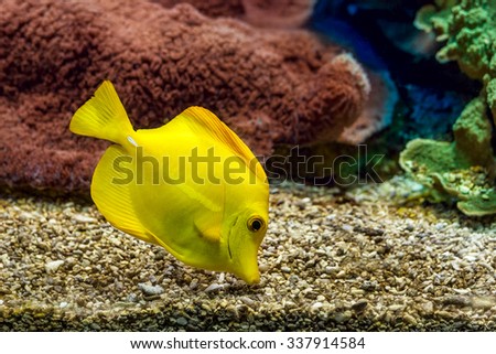 Yellow tang searching for food on the gravel bottom in saltwater aquarium of Monaco Oceanographic Museum.