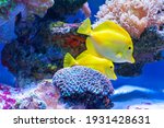 Yellow tang tropical fish ( Zebrasoma flavescens ) .