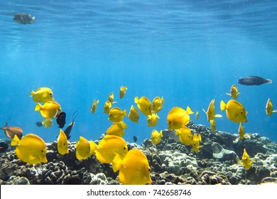Yellow Tang, Underwater Paradise, Big Island Hawaii
