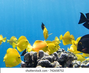 Yellow Tang, Underwater Paradise, Big Island Hawaii

