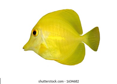 Yellow Tang (Zebrasoma flavescens) isolated on a white background