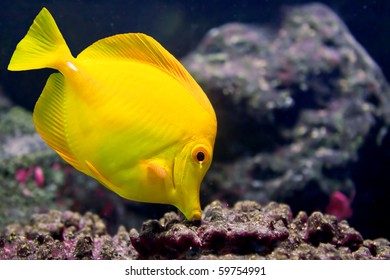 A Yellow Tang (Zebrasoma flavescens) is searching for food between rocks.
