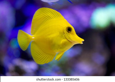 Yellow Tang - Zebrasoma flavescens - tropical marine fish