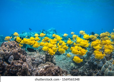 Yellow Tangs
A group of yellow tangs fish swimming in the crystal clear water, Big Island, Hawaii