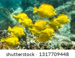 Yellow Tangs, Underwater Paradise, Big Island Hawaii