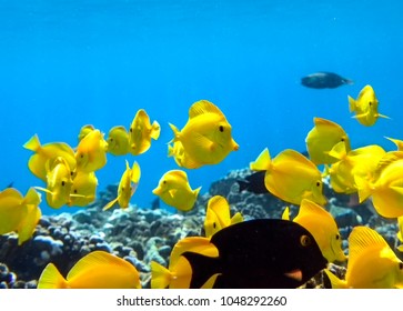 Yellow Tangs, Underwater Paradise, Big Island Hawaii