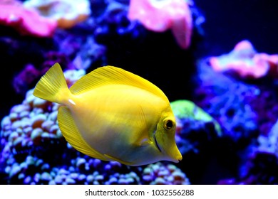 Yellow Tangzebrasoma Flavescensis Saltwater Fish Family Stock Photo ...