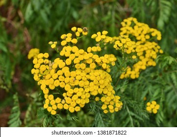 yellow tansy flowers in the garden-Tansy (Tanacetum vulgare) is a perennial, herbaceous flowering plant of the aster family