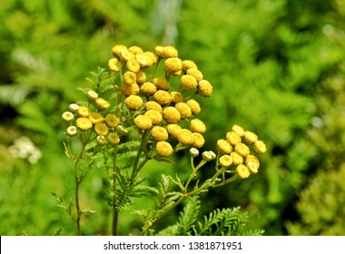 yellow tansy flowers in the garden-Tansy (Tanacetum vulgare) is a perennial, herbaceous flowering plant of the aster family