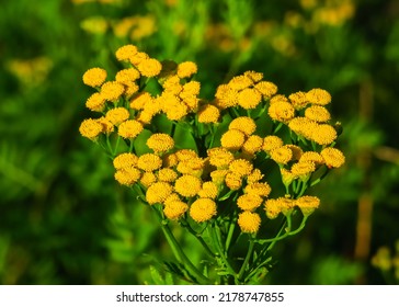 yellow tansy flowers grow in a flower garden. cultivation and collection of medical plants concept