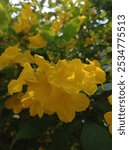 yellow tecoma stans, a plant commonly known as Trumpetbush or Yellow Elder, is a popular ornamental plant with bright yellow, trumpet-shaped flowers