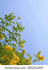 The yellow tecomaria tree is starting to bloom.