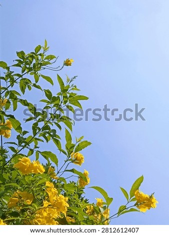 The yellow tecomaria tree is starting to bloom.