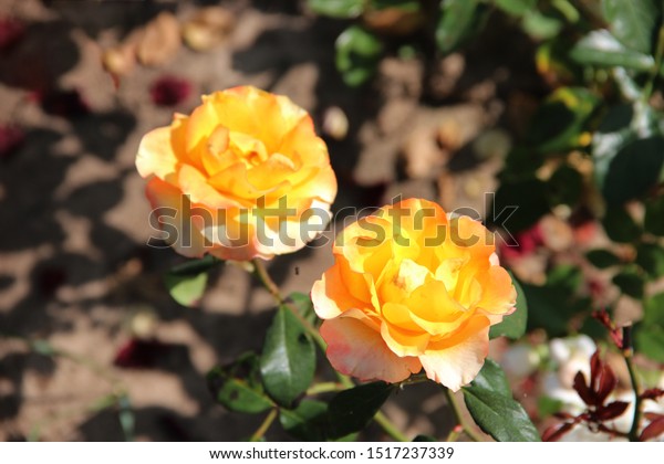 Yellow Tender Roses Beautiful Natural Flowers Stock Photo Edit