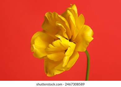 Yellow terry tulip flower  petals isolated on red  background. - Powered by Shutterstock