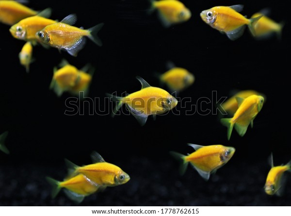 yellow Tetra\
(fluorescent fish) swimming in fish tank,Gymnocorymbus ternetzi is\
freshwater aquarium fish.\
