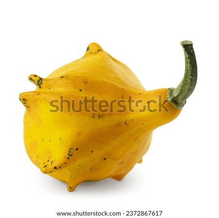 Yellow textured cucurbit with unusual shape for decorating Halloween, Thanksgiving, and Harvest Festival celebrations. Isolated on white background with soft shadow.