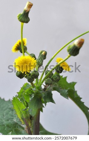 Yellow thistle (Sonchus asper) grows in the wild.