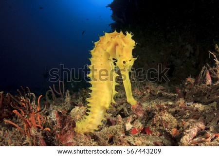 Yellow Thorny Seahorse. Sea Horse