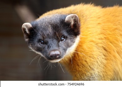 Yellow Throated Marten