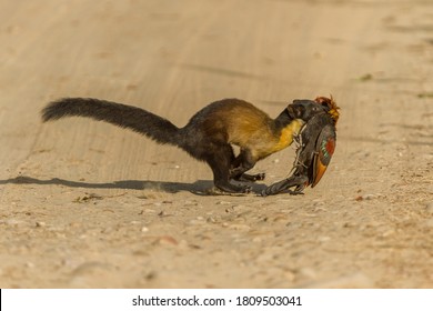 Yellow Throated Marten Running Across A Game Drive Path With A Red Junglefowl Kill In Its Mouth At Corbett Tiger Reserve Of Uttarakhand State In India