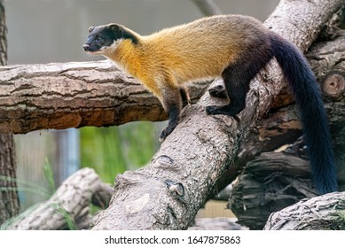 Yellow Throated Marten Stop On Brach And Keep Looking