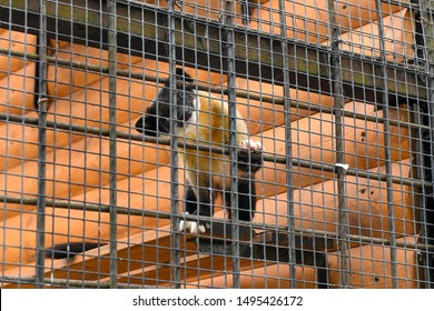 Yellow Throated Marten In  Zoo