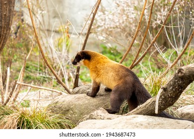 Yellow Throated Marten In A Zoo