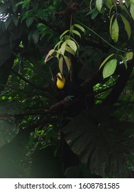 The Yellow Throated Toucan, A Beaty Of The Rain Forest Of Costa Rica