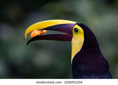 Yellow Throated Toucan Costa Rica