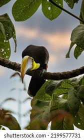 Yellow Throated Toucan In Costa Rica 