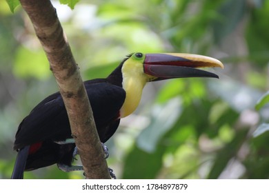 Yellow Throated Toucan On A Branch 