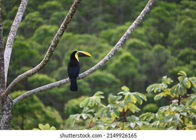 Yellow Throated Toucan Perched In Tree. 